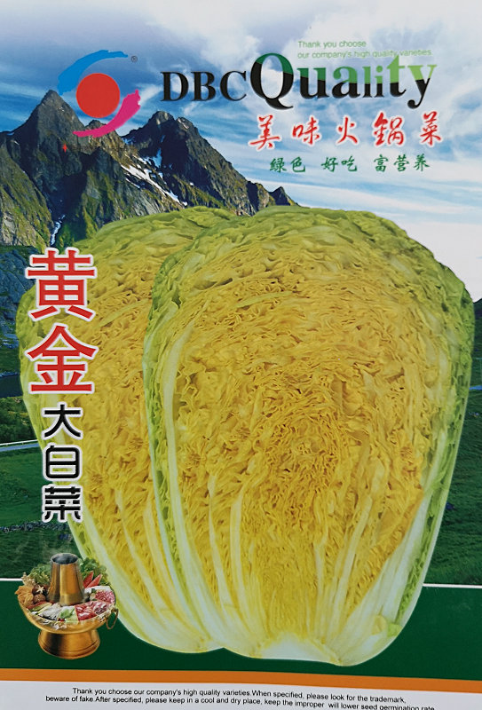 黄金大白菜——白菜